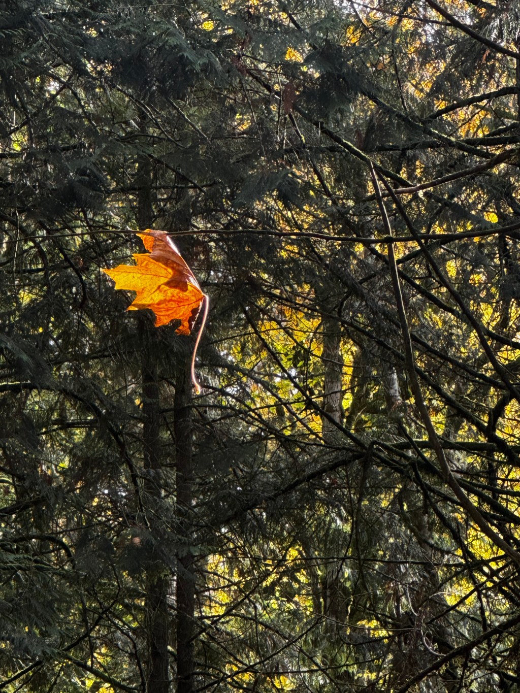 Re-wilding, Self-Keeping, and Art-Making: What’s in your&nbsp;soil?